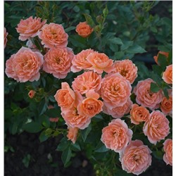 Роза миниатюрная Нинетта (оранжевый, устойчив к дождю) 1 шт Поиск
